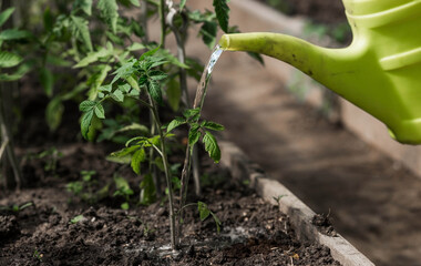 Close-up of the hands of a female gardener with a watering can. Planting and watering tomato seedlings in the ground. The concept of agriculture and natural harvest. © Юлия Клюева