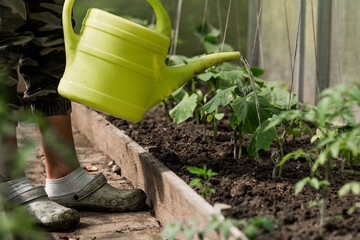 Close-up of the hands of a female gardener with a watering can. Planting and watering cucumber seedlings in the ground. The concept of agriculture and natural harvest. © Юлия Клюева
