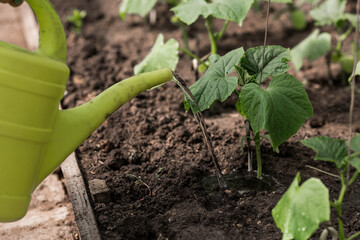 Close-up of the hands of a female gardener with a watering can. Planting and watering cucumber seedlings in the ground. The concept of agriculture and natural harvest.