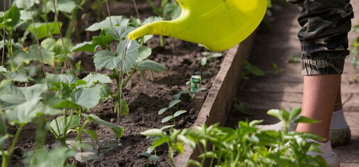 Close-up of the hands of a female gardener with a watering can. Planting and watering cucumber seedlings in the ground. The concept of agriculture and natural harvest.