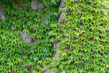 Maiden grapes tri-pointed close-up ivy leaves on the wall