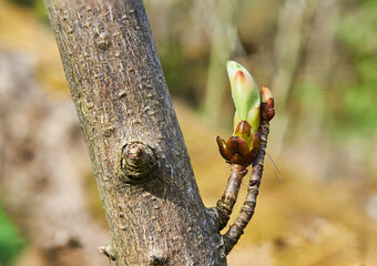 Forest (maple, ash, linden) in Yuri Gagarin Park, Kaliningrad.