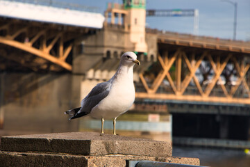 seagull on the pier