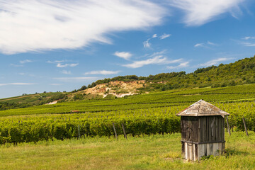 Obraz premium Tokaj landscape with vineyard, Unesco site, Hungary