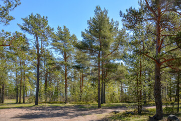 Pine forest with deep blue sky. Sandy natural pathway in green sunny woods.