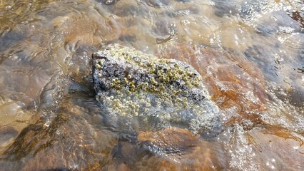 Ocean Rock with Barnacles