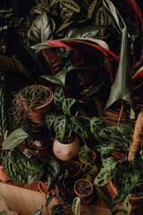 Plants collection in small millenials' rental flat: maranta, calathea, monstera, palm, ceropegia, epipremnum, philodendron, scindapsus, stromanthe, peperomia, syngonium emerald gem, hoya