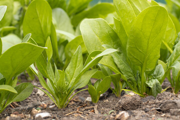 spinach Young, green grows in the garden. Vegetable garden, fresh greens on the site. The concept of vitamins, proper nutrition, fiber, vegetarianism, agriculture. High quality photo