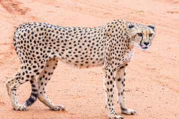 Cheetah, Acinonyx jubatus, in natural habitat, Kalahari Desert, Namibia