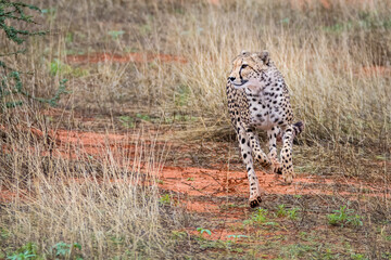 Cheetah, Acinonyx jubatus, in natural habitat, Kalahari Desert, Namibia