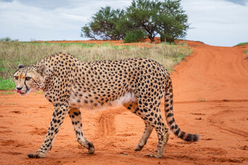 Cheetah, Acinonyx jubatus, in natural habitat, Kalahari Desert, Namibia