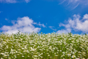 Flowers daisies in summer meadow and blue sky with white clouds.