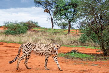Cheetah, Acinonyx jubatus, in natural habitat, Kalahari Desert, Namibia