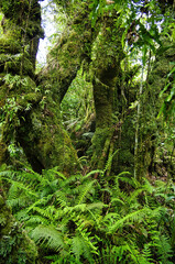 Fototapeta na wymiar Rainforest with tall ferns and completely moss-covered tree trunks. Tararua Forest Park, Wellington region, North Island, New Zealand 