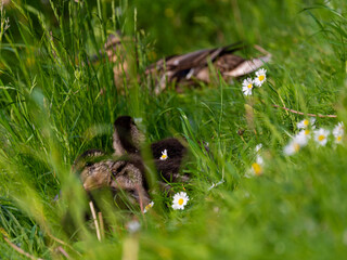Młode kaczki w trawie w parku Moczydło zlokalizowanym w Warszawie (Polska) © Urszula