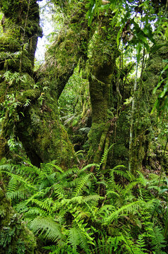 Rainforest with tall ferns and completely moss-covered tree trunks. Tararua Forest Park, Wellington region, North Island, New Zealand
