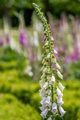 Foxgloves ( Digitalis ) In The Walled Gardens Of Rousham House