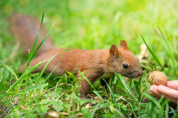 Naklejka na ściany i meble Red squirrel feeding in a wild nature.
