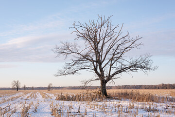 Set of winter landscapes of Belarus. Silhouette of a lone oak tree in a field covered with snow at dawn.