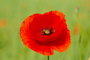 Mohnblumen auf dem Feld, Hintergrund