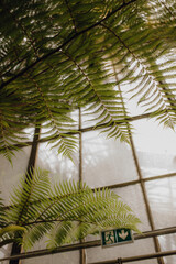 Big tropical plants in a greenhouse, glasshouse, botanical garden