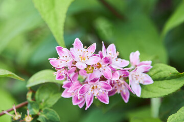 Deutzia hybrida 'Strawberry Fields' plant blooming in June. Close up pink flowers