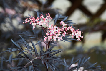 Elder, Sambucus Black Lace with pink flowers and dark foliage. Close up