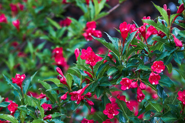 Weigela florida Red Prince is a deciduous shrub growing in the park. 