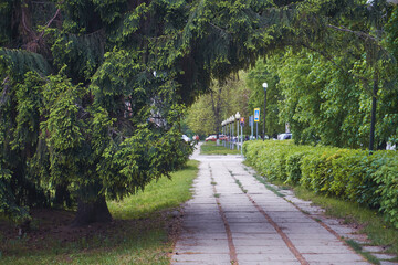 An alley, a city road for pedestrians, along the road grow trees, Christmas trees and different types of bushes. Improvement of the territory of the city