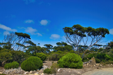 Fototapeta na wymiar Coastal vegetation with trees and shrubs on Donington Peninsula, part of Lincoln National Park, Eyre Peninsula, South Australia 