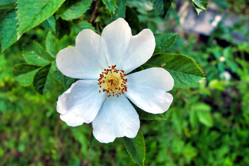 Obraz premium Close up of a white Dog Rose (Rosa canina). A vigorous climbing wild rose, known in Shakespeares time as Eglantine 