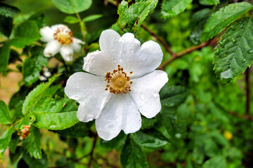 Close up of a white Dog Rose (Rosa canina) covered in raindrops. A vigorous climbing wild rose, known in Shakespeares time as Eglantine 
