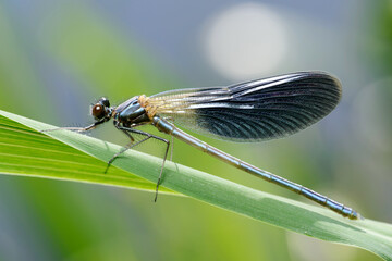 Male dragonfly Banded demoiselle (Calopteryx splendens)