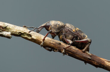 Beetle Large pine weevil