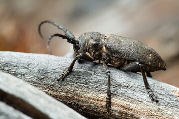Long-horned weaver beetle