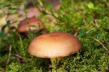 Mushrooms in the forest among the moss