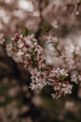 Spring flowers, trees, meadow in Cracow, Poland, botanical garden, daffodils, cherry, magnolia, forget-me-not, daisy