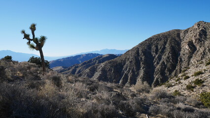 Joshua Tree National Park Vista
