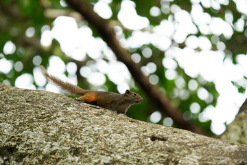 Hoary-bellied Squirrel on a tree