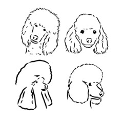 Poodle set. Collection of pedigree dogs. Black white illustration of a classic poodle dog. Vector drawing of a pet. Tattoo.