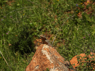 Brown lizard disguises in the nature