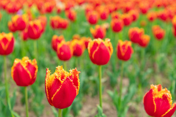 Obraz premium red flowers of fresh tulips in spring