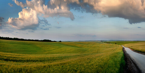 green ears of rye in the field and near road, beautiful clouds at the evening sky