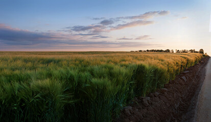 Fototapeta na wymiar green ears of rye in the field at the evening sky