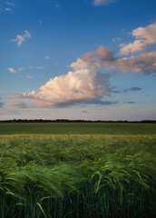 Fototapeta na wymiar green ears of rye in the field and a beautiful clouds at the evening sky