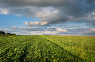 Fototapeta na wymiar landscape in sunny day with a field of green winter wheat seedlings and cloudly blue sky.