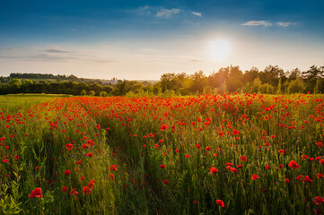 Poppy flowers meadow and nice sunset scene, warm rays of light