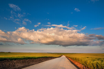 Fototapeta na wymiar farmland and road in rye field in evening light. beautiful summer landscape