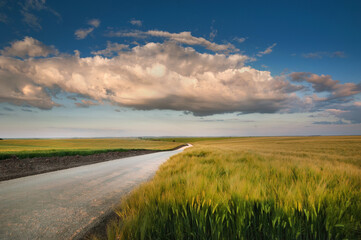 road in rye field, beautiful summer landscape with evening light, blue sky and clouds.