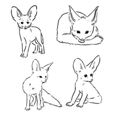 Vector illustration of a young fennec fox walking. fox fenek vector sketch